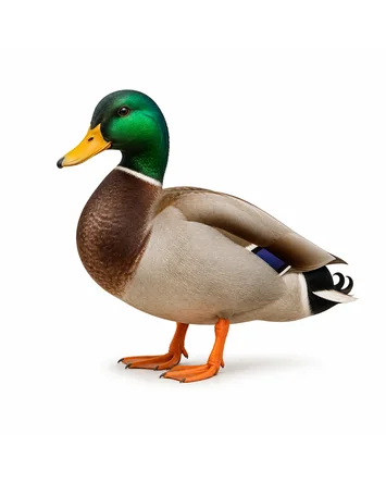 Ente